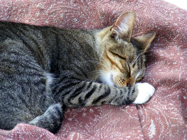 Niedliche Obdachlose Katze Schläft Auf Einem Bett Ethno Stil Auf — Stockfoto