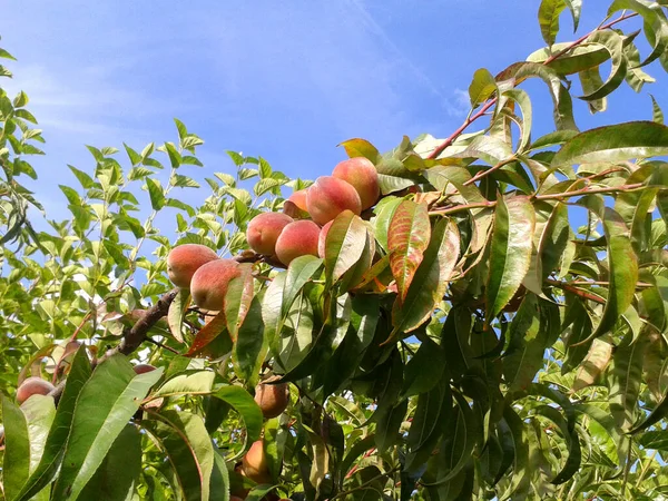 Reichlich Zweig Eines Baumes Mit Pfirsichen Vor Blauem Himmel Mit Stockfoto