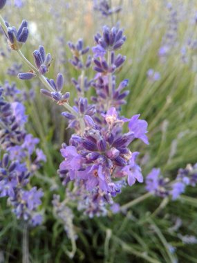 Yaz bahçesinde lavanta çiçeklerinin yakın çekimi