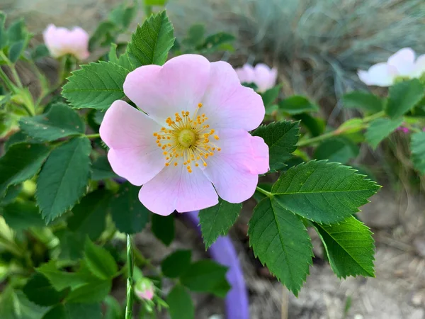 Delicate Pink White Rosehip Flower Bush Leaves Summer Garden — Stock Photo, Image