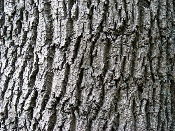 Background Bark Old Oak Tree Deep Embossed Cracks — Stock Photo, Image