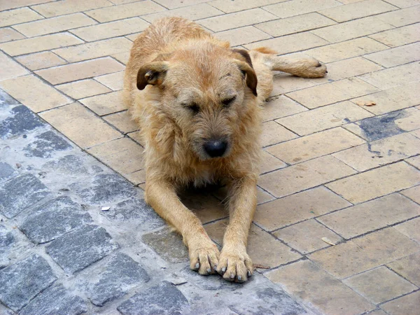 Viejo Perro Rojo Cansado Sin Hogar Una Calle Baldosas Sucias — Foto de Stock