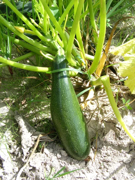 a large dark green zucchini squash with a sunlit flank grows among the stems on dry ground in the garden