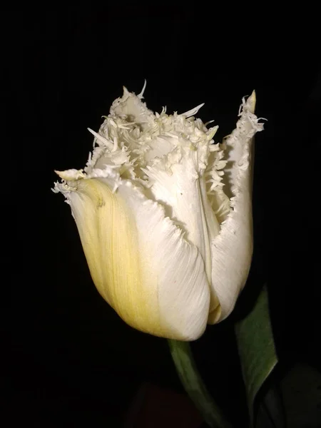 Light Yellow White Fringed Tulip Close Black Background — Stock Photo, Image