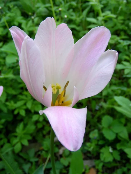 Close Licht Roze Witte Tulp Met Een Bloemblaadje Naar Beneden — Stockfoto