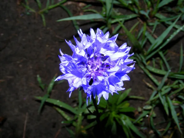 Close Brilhante Aquamarine Azul Cornflower Fundo Solo Escuro — Fotografia de Stock