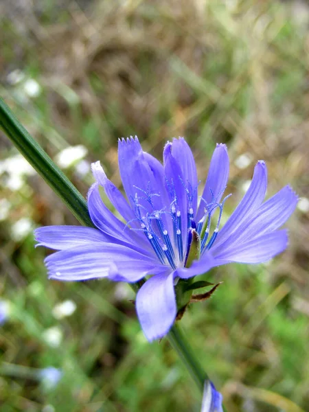 Close Brilhante Azul Chicória Flor Succory Fundo Grama — Fotografia de Stock