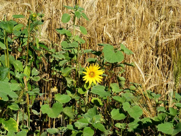 ウクライナの畑で熟した小麦の耳の近くの葉の間に小さな明るい黄色のひまわりが咲きます — ストック写真