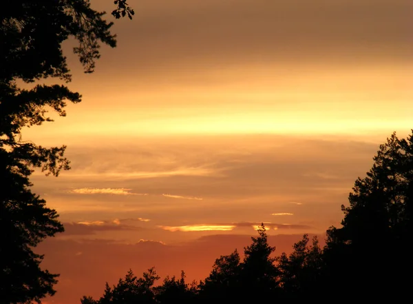 Coucher Soleil Magique Platine Dans Forêt Encadrée Par Des Silhouettes — Photo