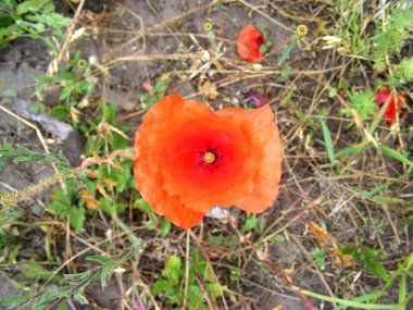 Yukarıdan gelen açık kırmızı bir gelinciğin tomurcuğu seyrek yetişen otların arka planına karşı.