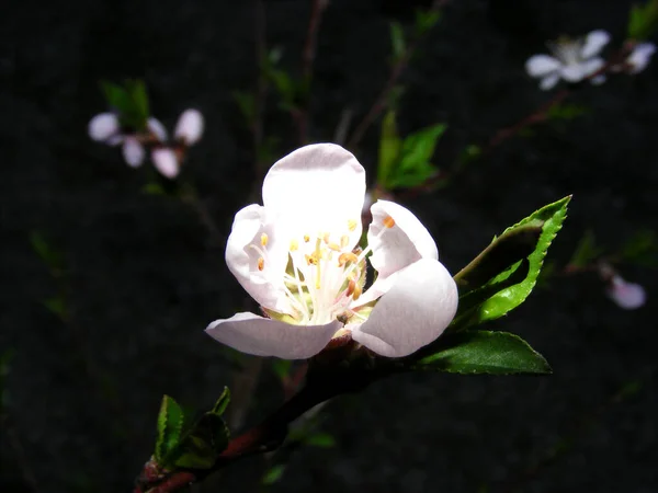 Resplandeciente Capullo Flor Cerezo Medio Abierto Sobre Fondo Oscuro Noche — Foto de Stock