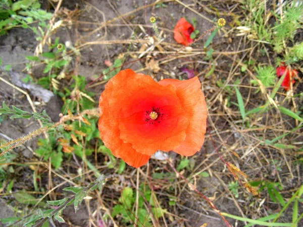 草が生えていないことを背景に上から赤いケシが芽生え — ストック写真