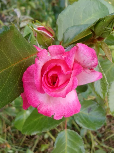 Primer Plano Rosa Carmesí Suave Arbusto Jardín Verano — Foto de Stock