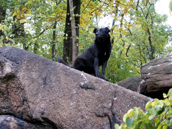 responsible black dog on a large granite boulder looks into the distance in the autumn park