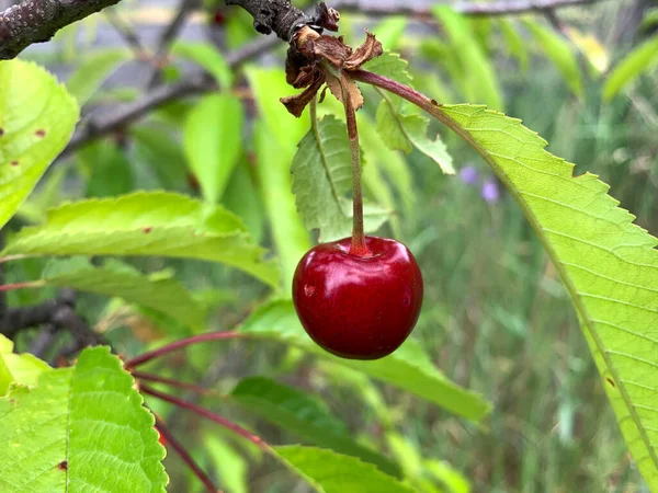 夏の庭の葉の間の木の枝にぶら下がっているジューシーな濃い赤の桜のクローズアップ — ストック写真