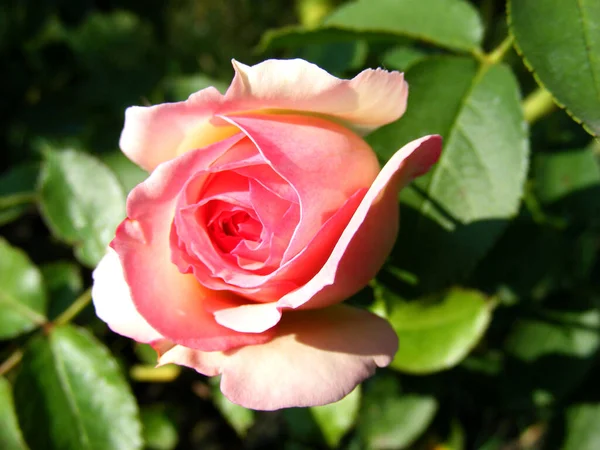 Close Soft Tender White Pink Rose Bush Summer Garden — Stockfoto