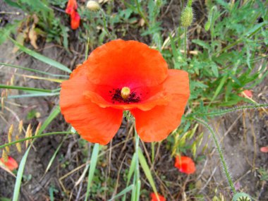 Yukarıdan gelen açık kırmızı bir gelinciğin tomurcuğu seyrek yetişen otların arka planına karşı.