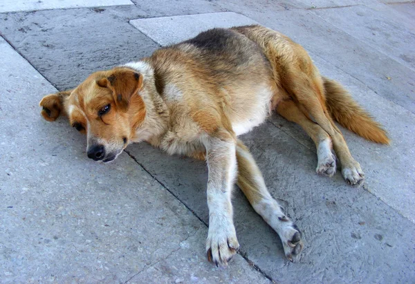 Trauriger Obdachloser Hund Gelb Roter Farbe Mit Kranken Braunen Augen — Stockfoto