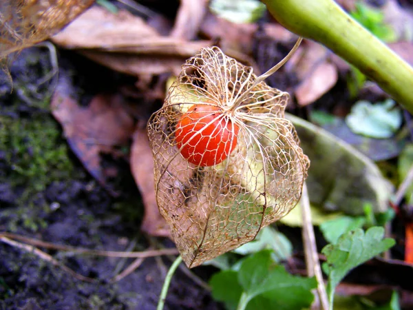 Dry Transparent Physalis Red Berry Stem Autumn Garden — Stockfoto