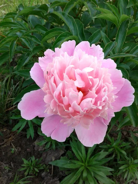 Close Brede Licht Roze Witte Pioen Een Grasachtige Achtergrond — Stockfoto