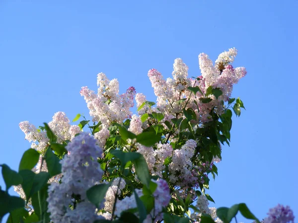 Luz Exuberante Flor Rama Lila Contra Cielo Sin Nubes Una — Foto de Stock