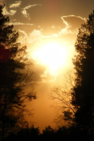 Magisk Platina Gyllene Solnedgång Skogen Inramad Svarta Silhuetter Träd — Stockfoto