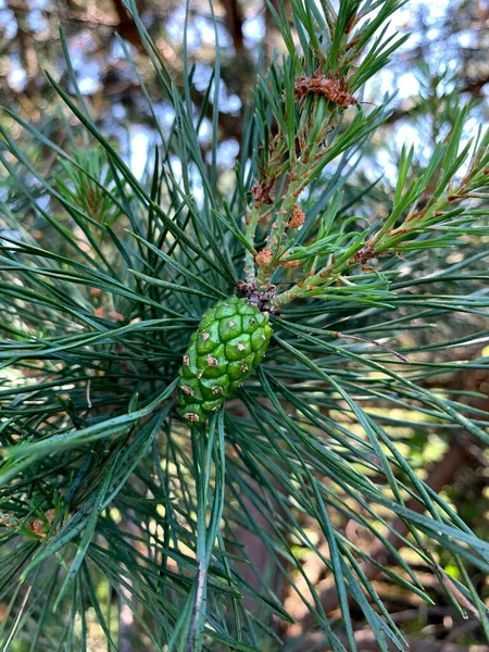 Bright Young Green Pine Cone Pine Branch Clear Sunny Summer — Stockfoto