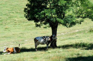 İki kırsal inek, sıcak bir yaz günü bir tarlada otlarken akasya ağacının gölgesinde zıt yönlere bakar.