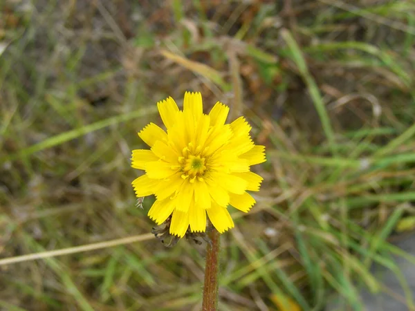 Hawkbit ใบไม วงส เหล องในสนามหญ — ภาพถ่ายสต็อก