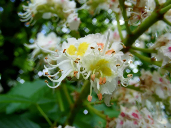 Primer Plano Lindo Castaño Flores Una Rama — Foto de Stock