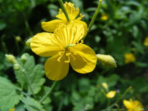 Nahaufnahme Leuchtend Gelbe Schöllkraut Blume Vor Dem Hintergrund Dunkelgrüner Blätter — Stockfoto