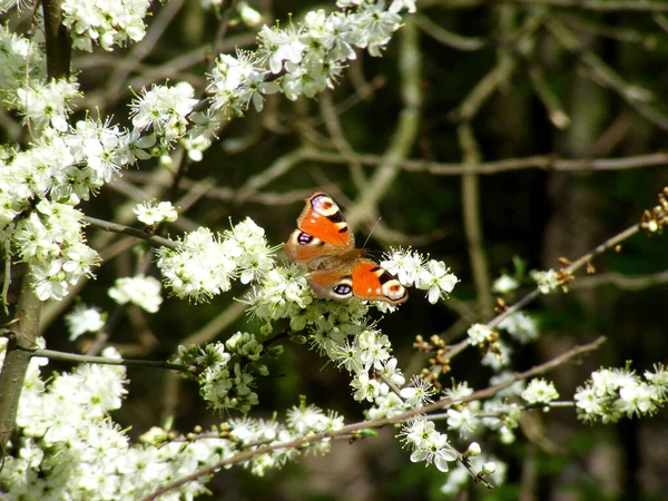 Schöner Heller Pfauenschmetterling Auf Einem Zweig Blühender Wildkirschen Wald — Stockfoto