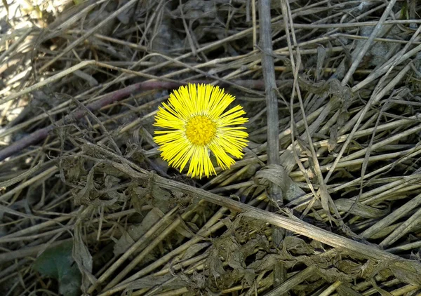 去年の乾燥した草の間の早春に小さな黄色の花のコルツ足 — ストック写真