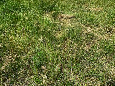 Arka planda yeşil ve kuru çimenler güneşli bir günde bahçede