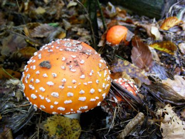 İnce saplı büyük bir oval turuncu-kırmızı bir sinek kapağının ve nemli bir sonbahar ormanının arkasında iki küçük sinek agariğinin yakın çekimi.