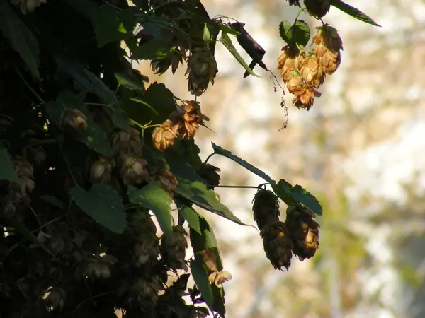 Climbing Hops Wall Shade Sunlight — Stockfoto