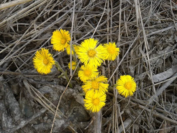 去年の乾燥した草の間の早春に小さな黄色の花のコルツ足 — ストック写真