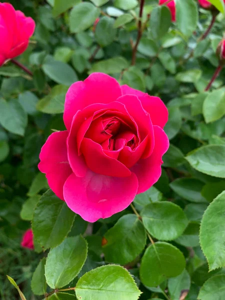 Närbild Underbara Crimson Rosa Ros Med Dubbel Mitt Buske Sommarträdgård — Stockfoto