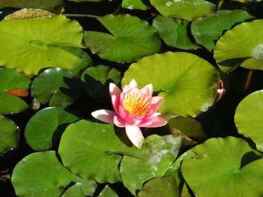 Nilüfer çiçekleri, göldeki büyük yeşil yapraklar arasında suyla yüzer.