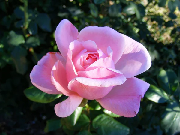 夏の庭の茂みに閉じ込められた成熟したピンクのバラ — ストック写真