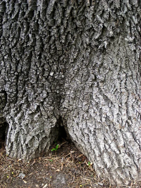 Piede Corteccia Una Vecchia Quercia Con Profonde Fessure Rilievo — Foto Stock