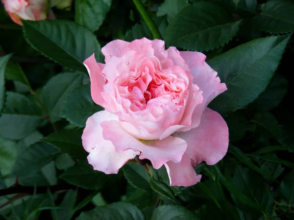 夏の庭の花壇に波状の花弁で閉じ込められた成熟したピンクのバラ — ストック写真