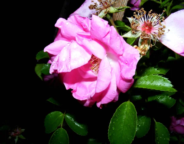Rosa Rosada Tierna Fresca Con Hojas Verde Oscuro Por Noche — Foto de Stock