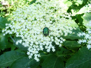 Ormandaki yabani bir yaban mersini çalısının küçük beyaz çiçekleri üzerinde büyük yeşil bir gül tırmığı böceği.