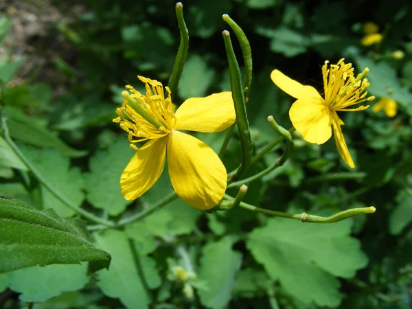 Nahaufnahme Leuchtend Gelbe Schöllkraut Blüten Und Früchte Vor Dem Hintergrund — Stockfoto