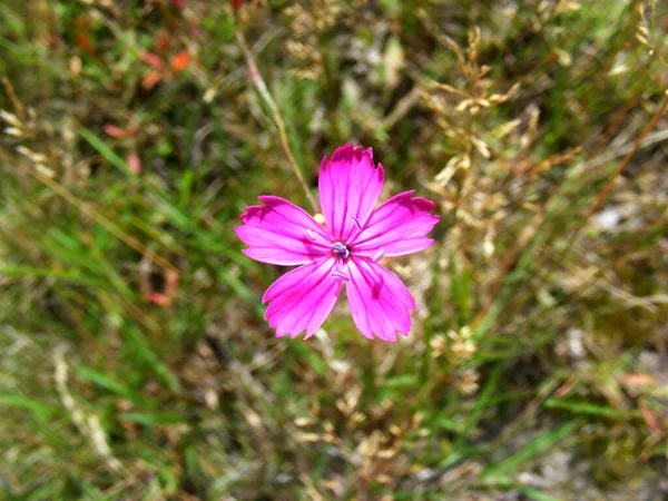 Close Bright Pink Field Wild Carnation Background Grass Hot Summer — Stockfoto