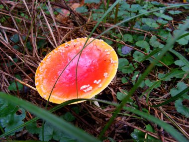 Nemli bir sonbahar ormanında ince bir sapın üzerinde büyük bir oval turuncu-kırmızı sinek sineği kapağı.