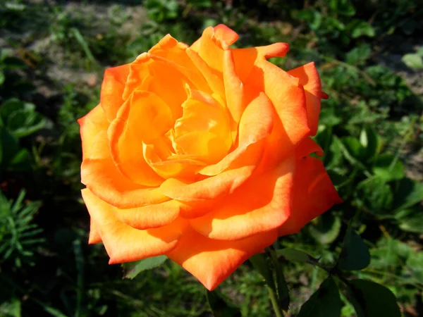 Lähikuva Upea Oranssi Ruusu Pensas Kukkapenkkiin Kesäpuutarhassa — kuvapankkivalokuva