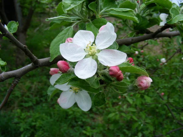 Close Large Five Petalled White Blossom Rosy Buds Apple Tree —  Fotos de Stock