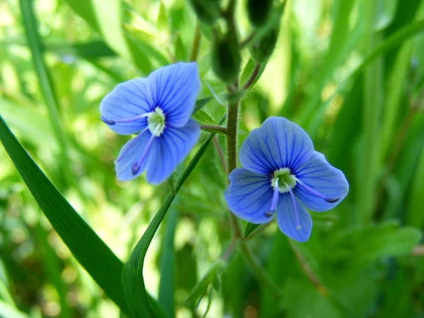 Two Beautiful Blue Flowers Germander Speedwell Meadow Grass — Stockfoto